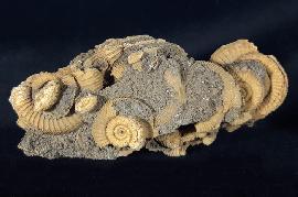 Ammoniten - Deutschland - Dactylioceras athleticum (SIMPSON 1855)